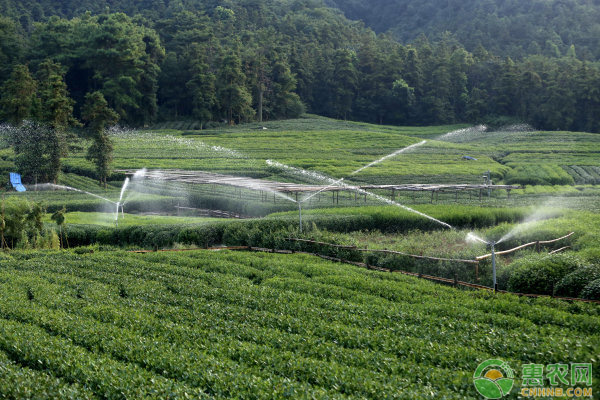 茶樹怎么施肥？茶樹的種植施肥管理技術(shù)詳解