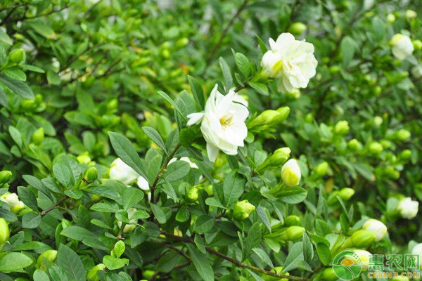 梔子花栽培管理要點