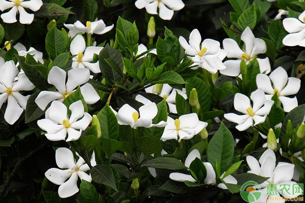 梔子花怎么栽培？梔子花栽培管理要點