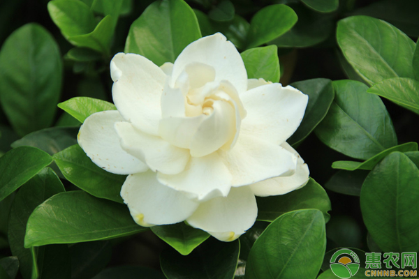 梔子花怎么栽培？