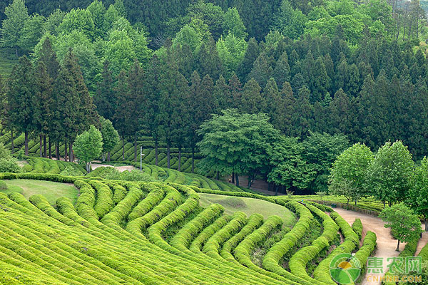 茶樹怎么施肥？茶樹的種植施肥管理技術(shù)詳解