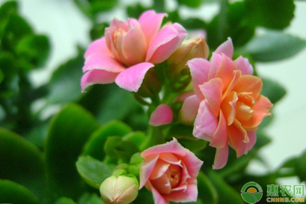 十大長(zhǎng)壽花家居栽培管理要點(diǎn)