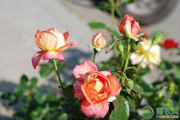 黔西縣庭院盆栽月季病蟲害綜合防治措施