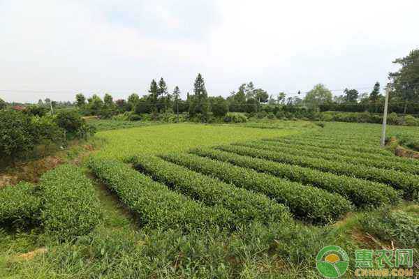 茶樹怎么施肥？茶樹的種植施肥管理技術(shù)詳解