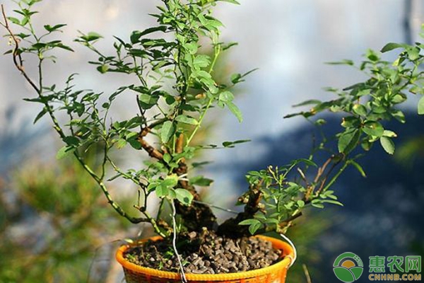 盆栽月季技術(shù)