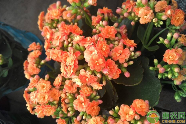 長(zhǎng)壽花怎么栽培？