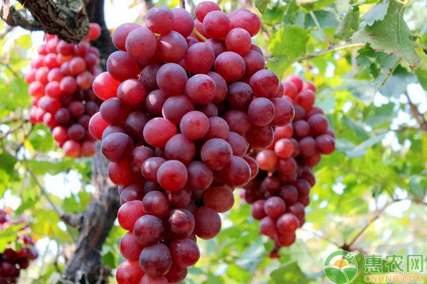 玫瑰香葡萄無(wú)核化栽培管理技術(shù)要點(diǎn)