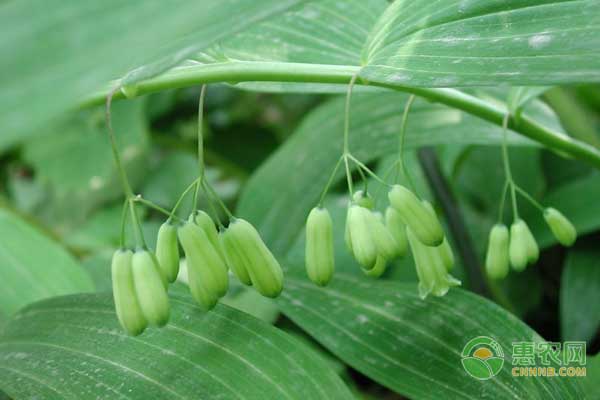 玉竹鐮刀菌根腐病三大預(yù)防措施