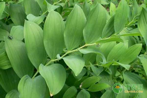 玉竹鐮刀菌根腐病三大預(yù)防措施