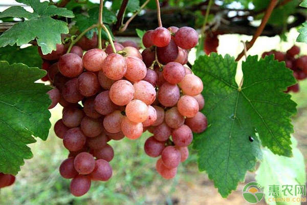 葡萄種植技術(shù)