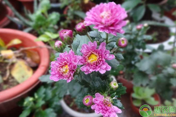 夏菊種植需要注意什么？
