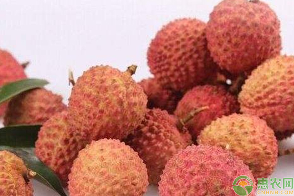 桂味荔枝怎么栽培可以豐產(chǎn)？桂味荔枝高質(zhì)高效栽培技巧