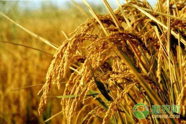 水稻直播田怎么除草?水稻直播田化学除草技术 水稻直播田怎么除草?水稻直播田化学除草技术-图片版权归惠农网所有