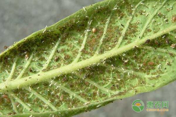 桃樹蚜蟲怎么防治？花后三次用藥效果好