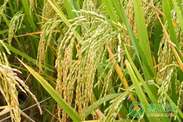 水稻直播田怎么除草?水稻直播田化学除草技术 水稻直播田怎么除草?水稻直播田化学除草技术-图片版权归惠农网所有