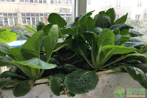 陽臺上如何種植白菜？陽臺上種植白菜的具體步驟