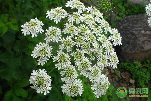 中藥材獨(dú)活怎么種？獨(dú)活高效種植技術(shù)