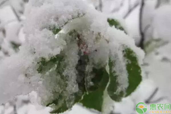 果樹花芽凍害了怎么破？果樹花芽凍害挽救處理方法