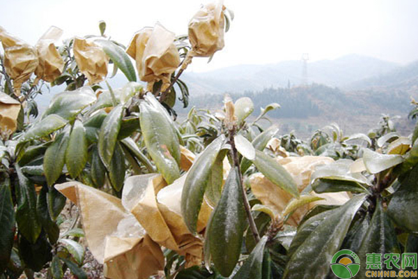 果樹花芽凍害挽救處理方法