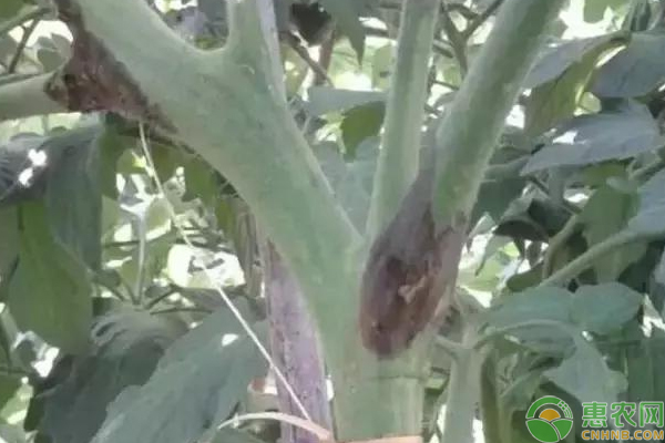番茄種植中的問題，你來問，我來答