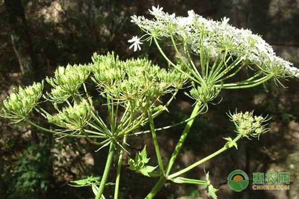 中藥材獨(dú)活怎么種？獨(dú)活高效種植技術(shù)