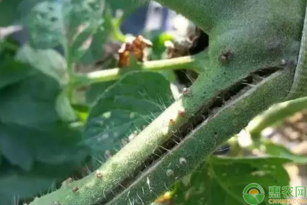 番茄種植常見問題及解決方法匯總