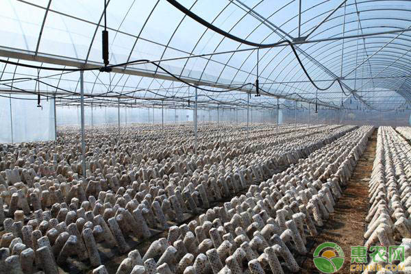 香菇怎么栽培？廣西地區(qū)椴木栽培香菇的方法