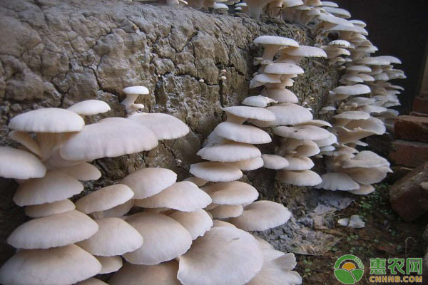 香菇怎么栽培？廣西地區(qū)椴木栽培香菇的方法