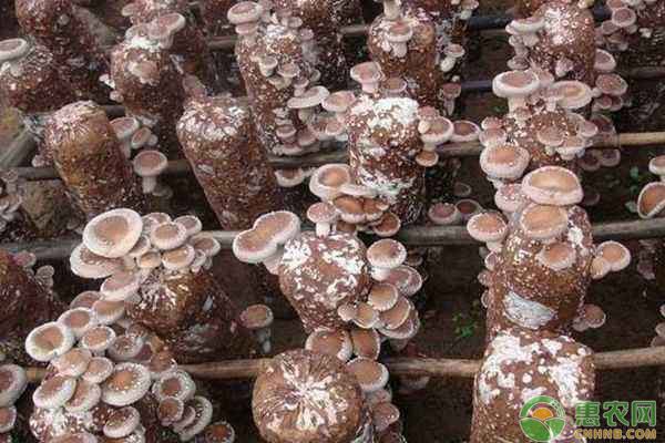 香菇怎么栽培？廣西地區(qū)椴木栽培香菇的方法