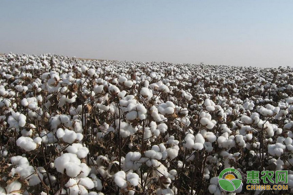 淺談棉花爛根、爛種的防治措施