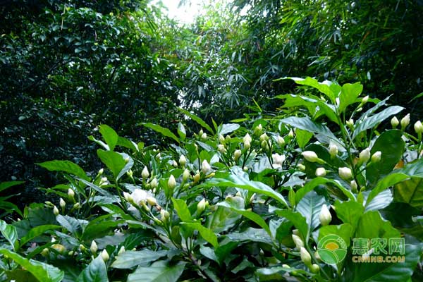 園林種植中有哪些相生或相克的植物？