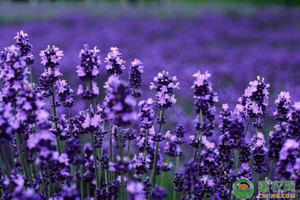 簡述植物<a href='http://www.iweekee.cn/t/29209.html' class='j-href' target='_blank'><span style='color:#FF8001'>無土栽培營養(yǎng)液</span></a>配制要點