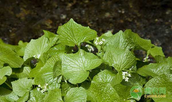 山葵怎么种种植山葵高效种植技术