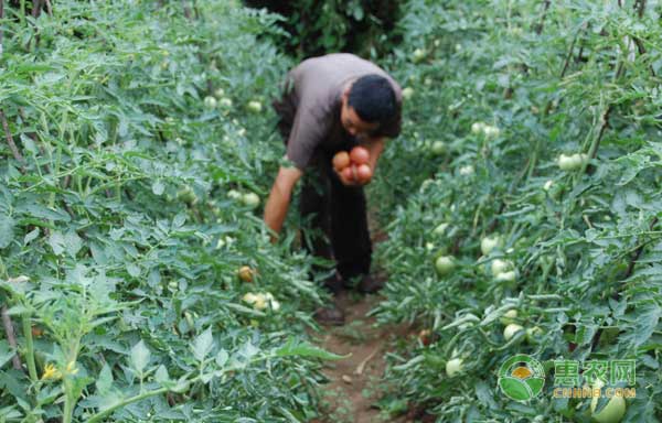 西紅柿能在旱地上種植嗎？旱地西紅柿豐產(chǎn)栽培技術(shù)