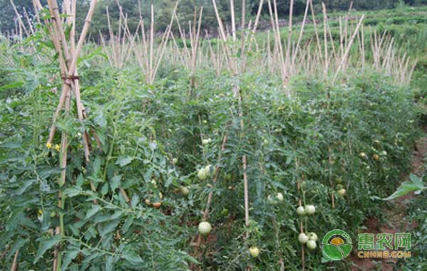 西紅柿能在旱地上種植嗎？旱地西紅柿豐產(chǎn)栽培技術(shù)