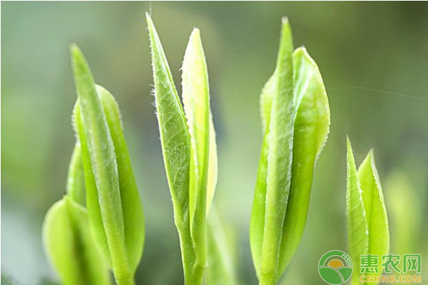 淺談茶葉采摘技術(shù)的要點