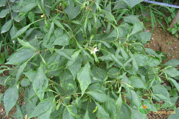 大棚蔬菜小體昆蟲怎么防治？大棚蔬菜昆蟲綜合防治方法