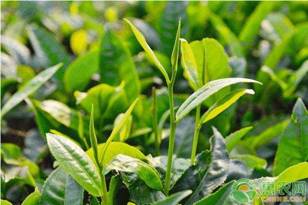 淺談茶葉采摘技術(shù)的要點
