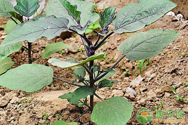 淺析茄子落花落果的原因及其預(yù)防措施