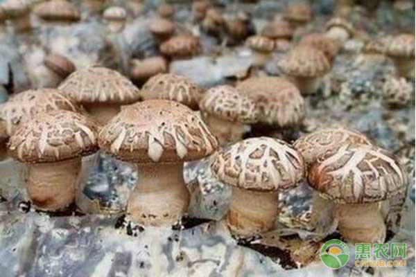 反季節(jié)香菇栽培怎么管理雜菌和蟲害？