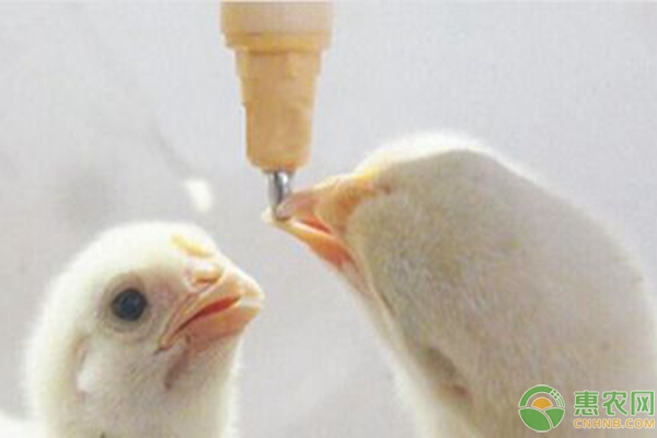 養(yǎng)雞問答