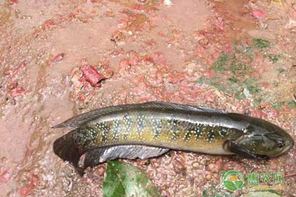 七星魚(yú)怎么養(yǎng)殖？七星魚(yú)養(yǎng)殖技術(shù)