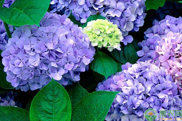 八仙花該怎么養(yǎng)？八仙花養(yǎng)殖技巧及注意事項(xiàng)