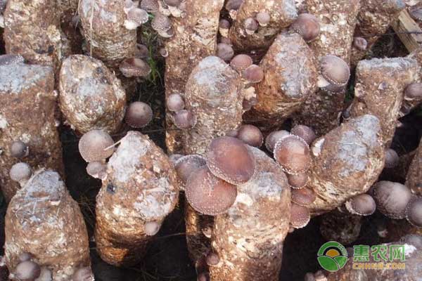 反季節(jié)香菇栽培怎么管理雜菌和蟲害？