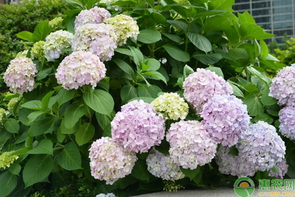 八仙花養(yǎng)殖技巧及注意事項(xiàng)
