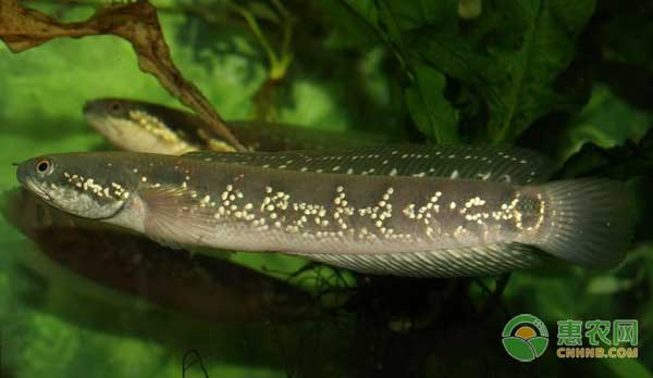 七星魚(yú)怎么養(yǎng)殖？七星魚(yú)養(yǎng)殖技術(shù)