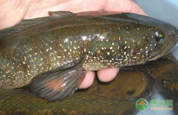 七星魚(yú)怎么養(yǎng)殖？七星魚(yú)養(yǎng)殖技術(shù)