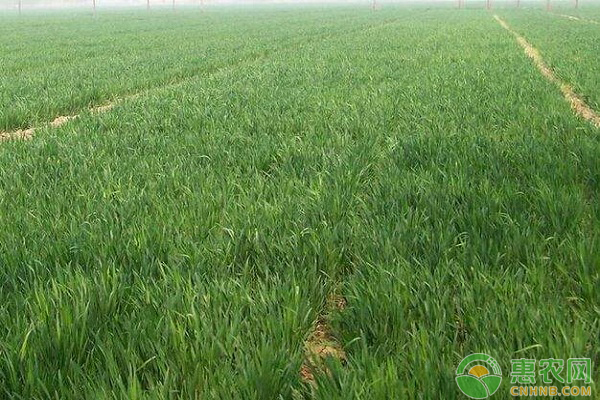 小麥抽穗揚(yáng)花期怎么管理？小麥的病蟲(chóng)害防治措施