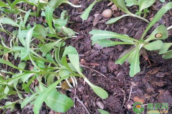 人參苗種植收獲時(shí)間為多久？