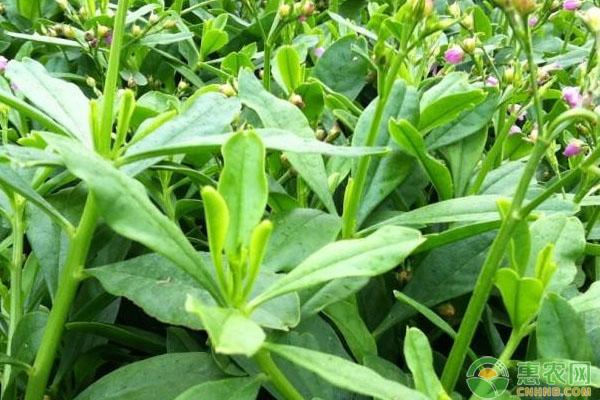 人參苗種植收獲時(shí)間為多久？人參苗栽培技術(shù)講解